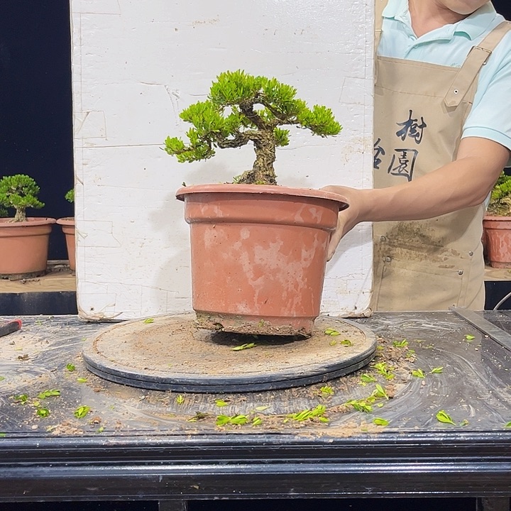 无花朵黄杨盆景四季常青