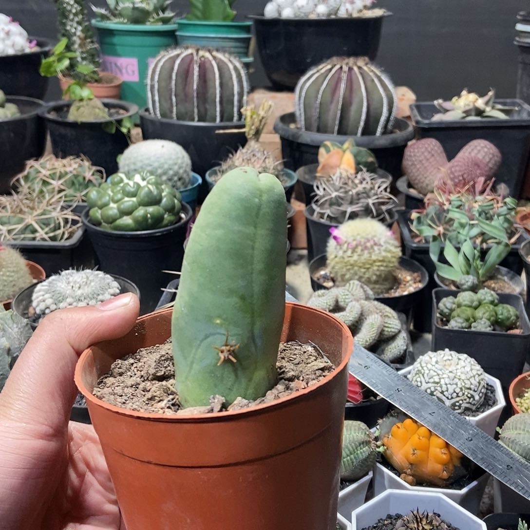 程程一个一物一拍