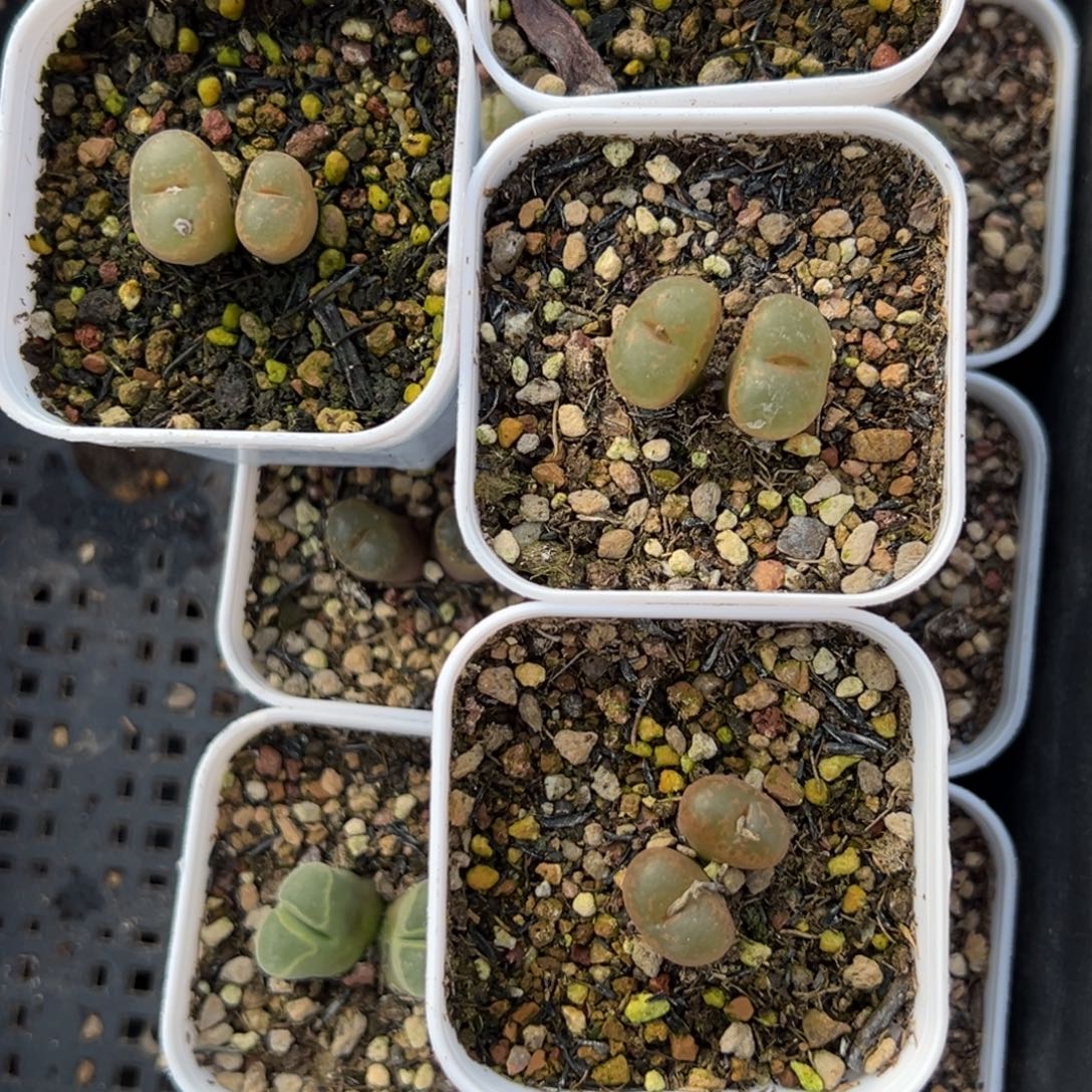 风***生多肉植物1111111111111