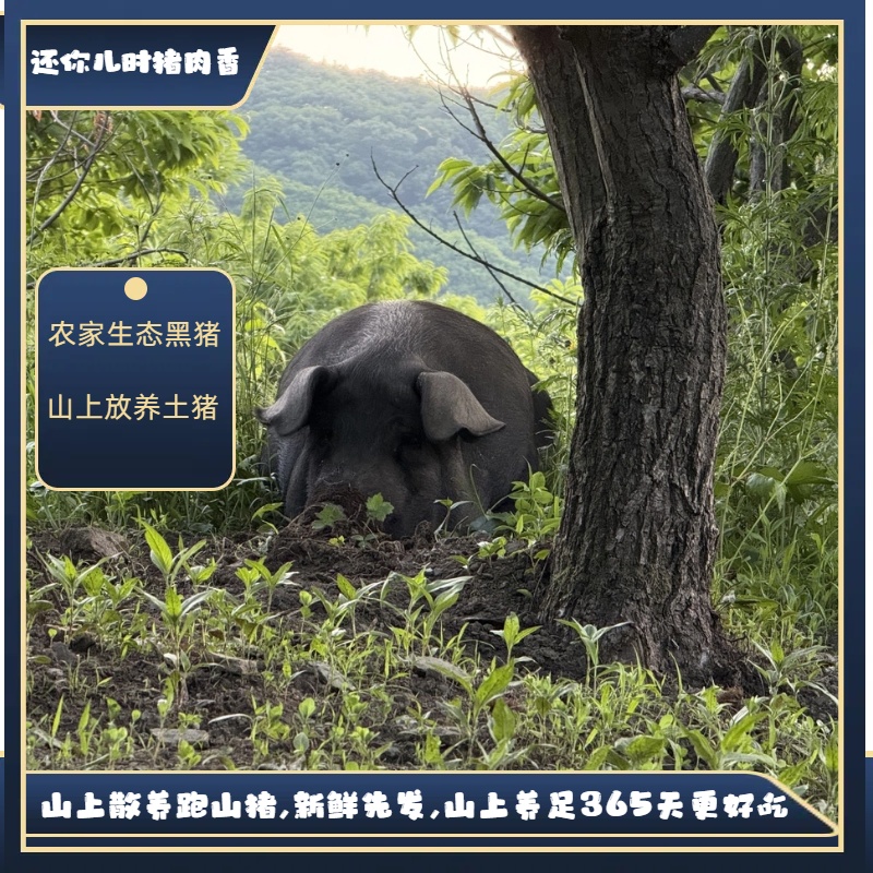 2福袋链接 -现切现称顺丰冷链包邮黑毛猪随机补位