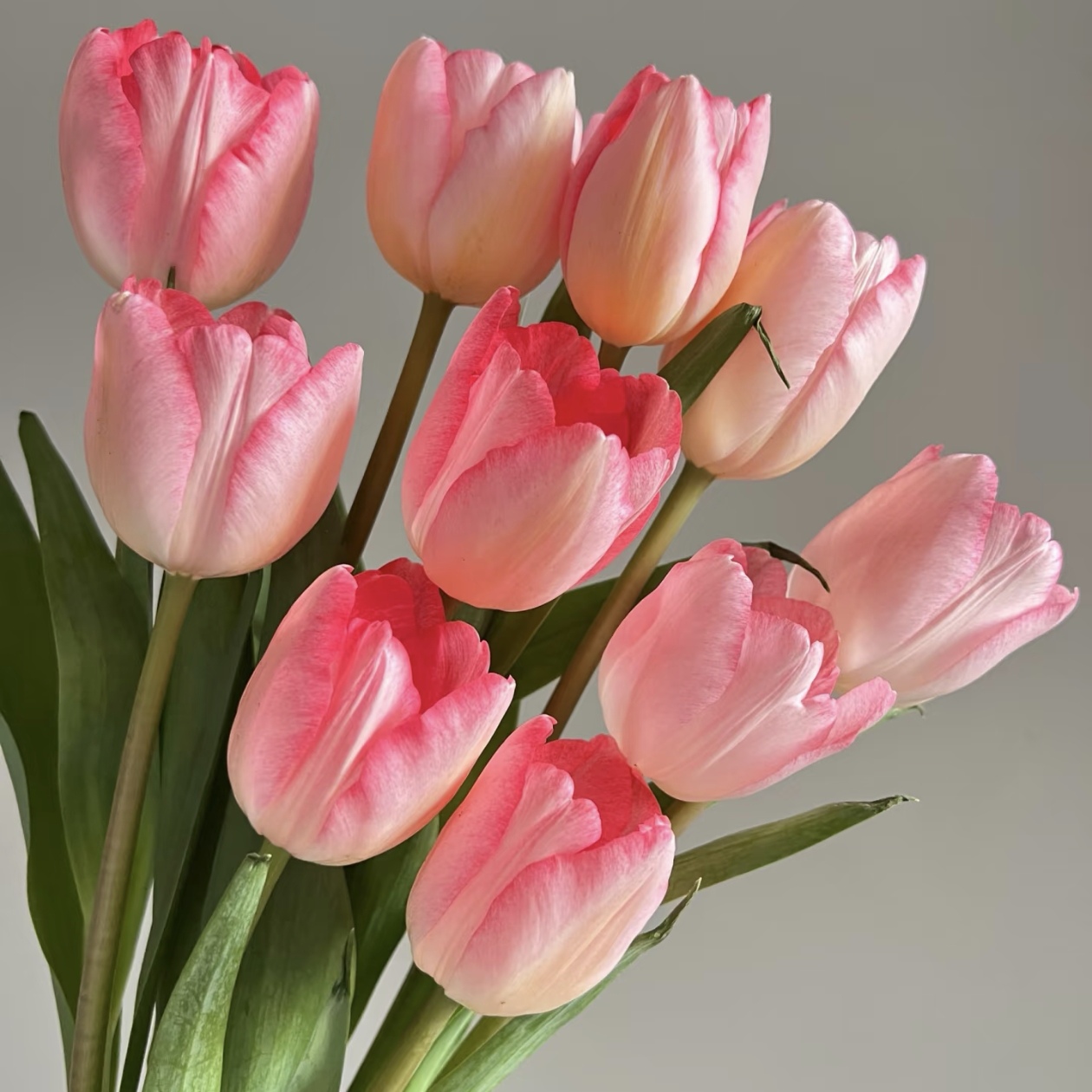 （狂人诗）A级优品郁金香东北基地直发