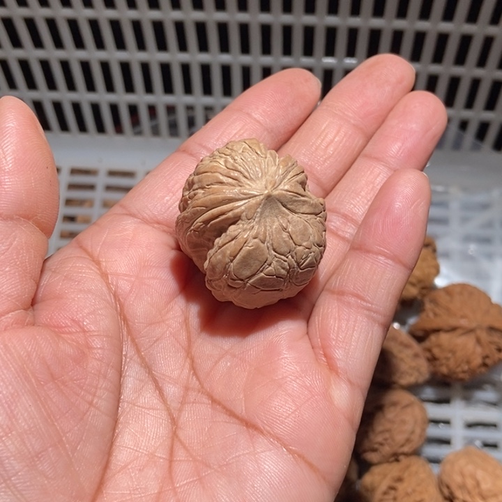 蓝***航核桃元宝蛇31全品