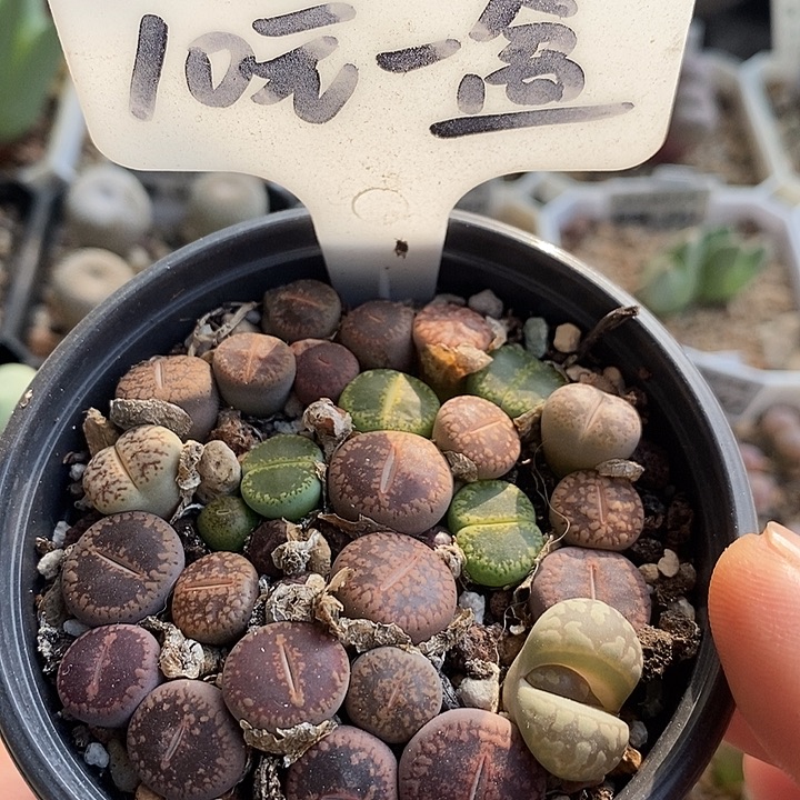 生石花组合带盆发货