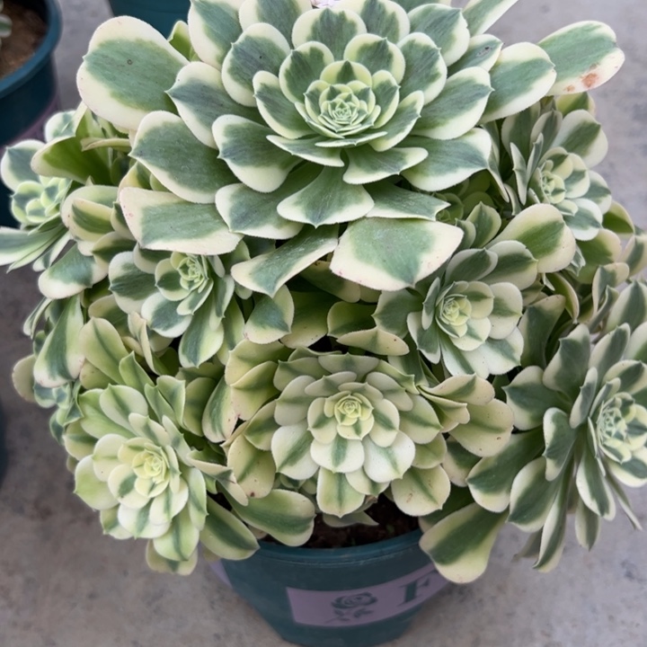 400绿豆沙25厘米左右