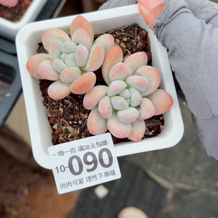 香水多肉植物多肉植物多肉