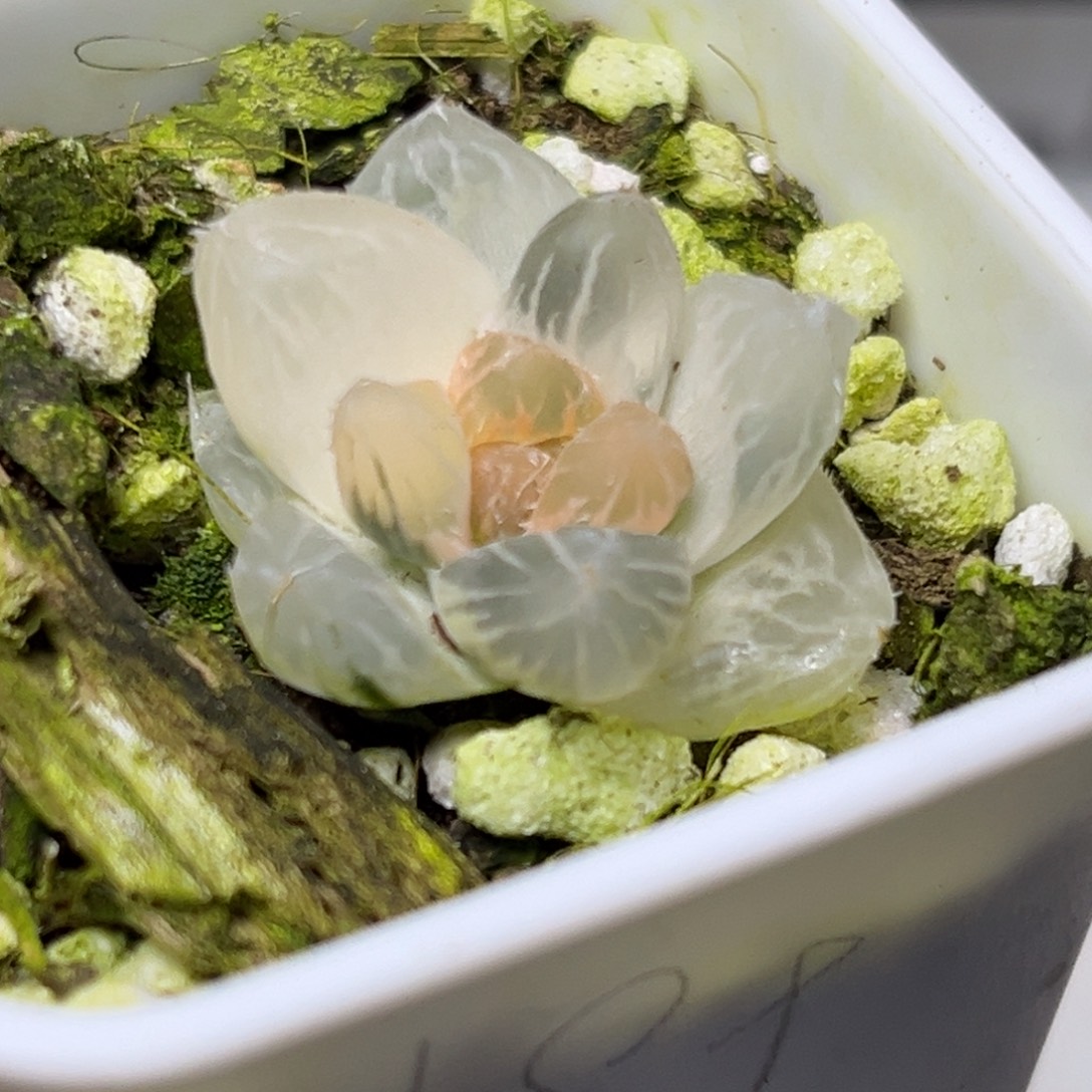 草***脚十二卷多肉植物1905龙爪