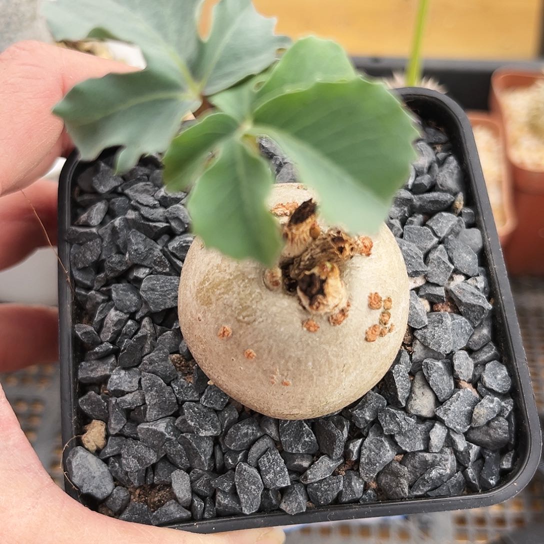 锦珊瑚，4公分潮流植物