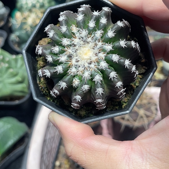 实生奇特球仙人球一颗