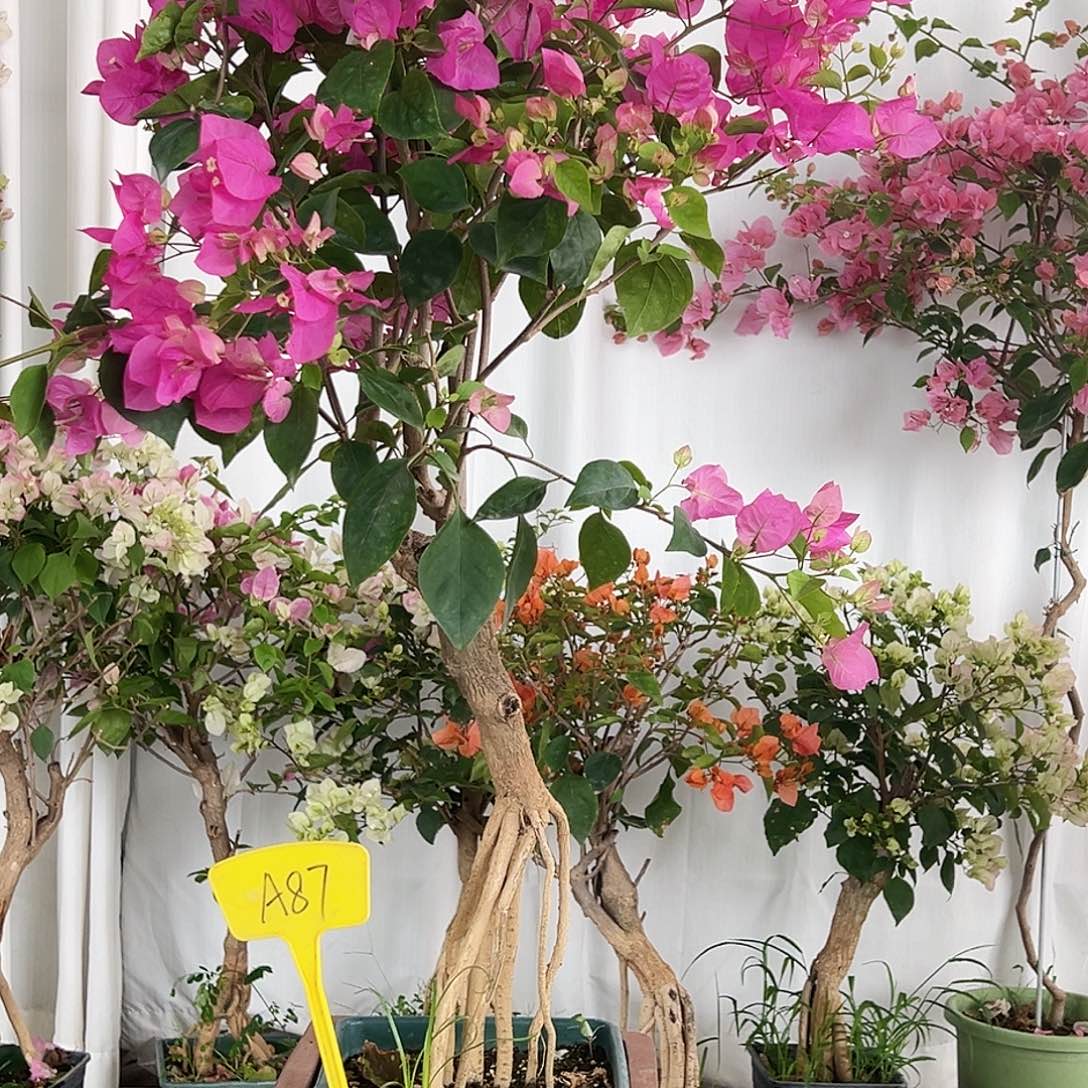 溪***妈大部分花苞少量开放A87宫粉