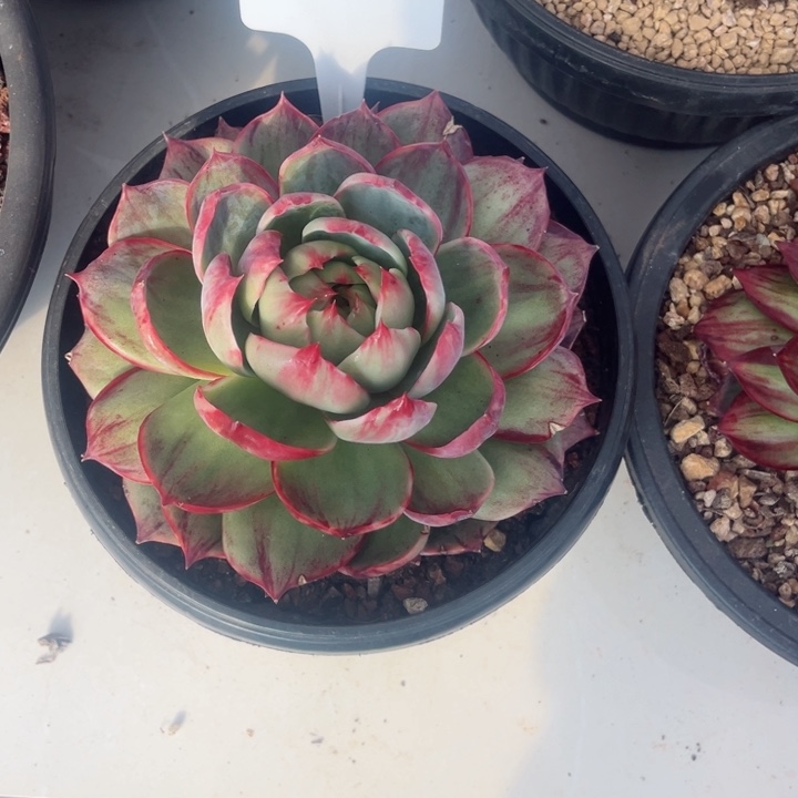 1***6惊鸿仙子多肉植物A291