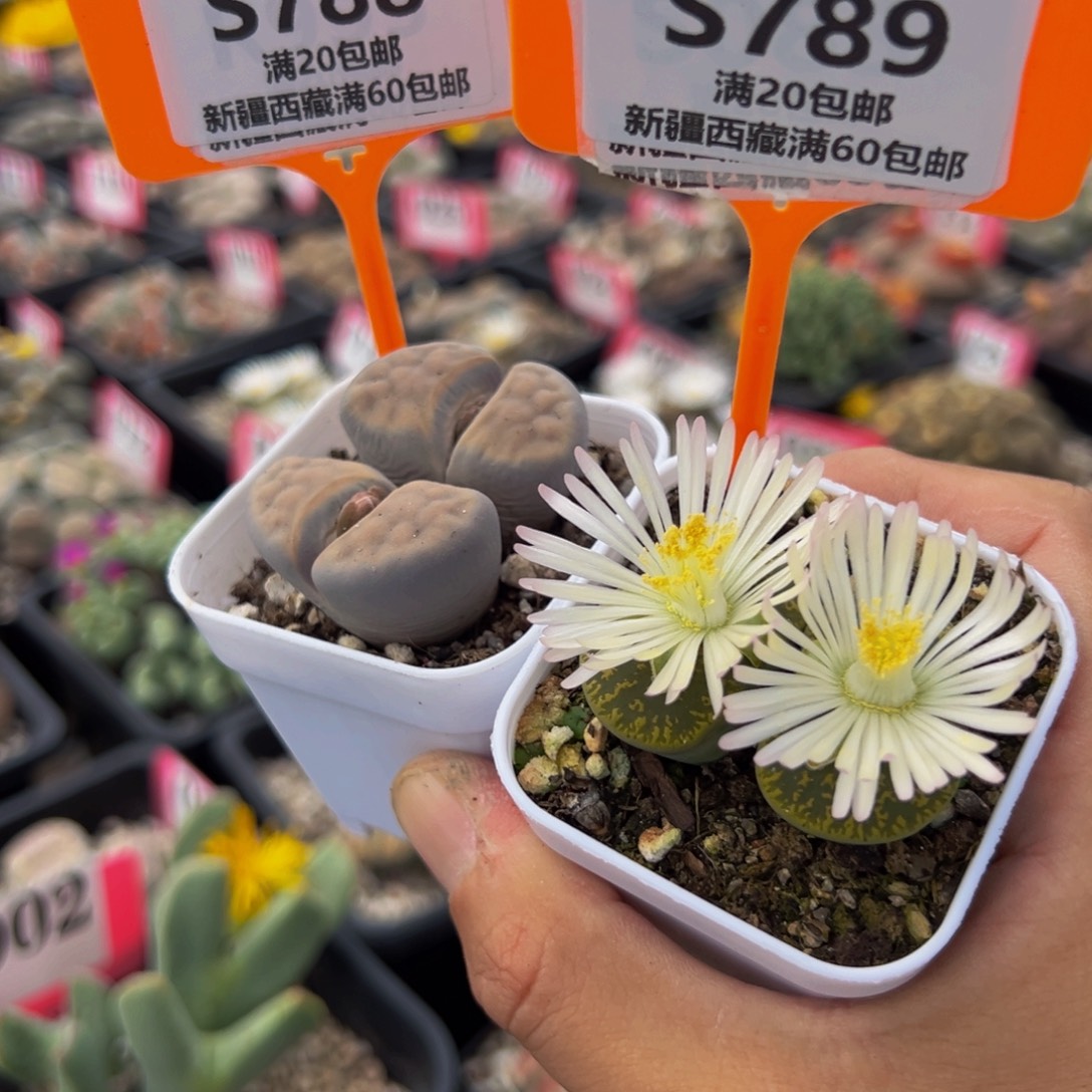 788.789 一物一拍，默认有伤，介意勿拍，不退不换