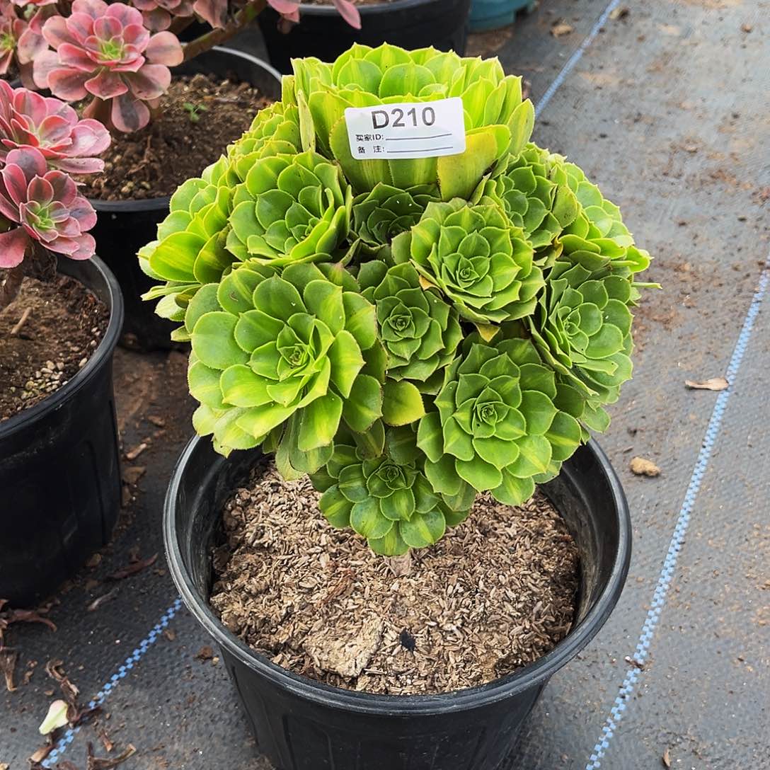 多肉植物210翡翠琉璃