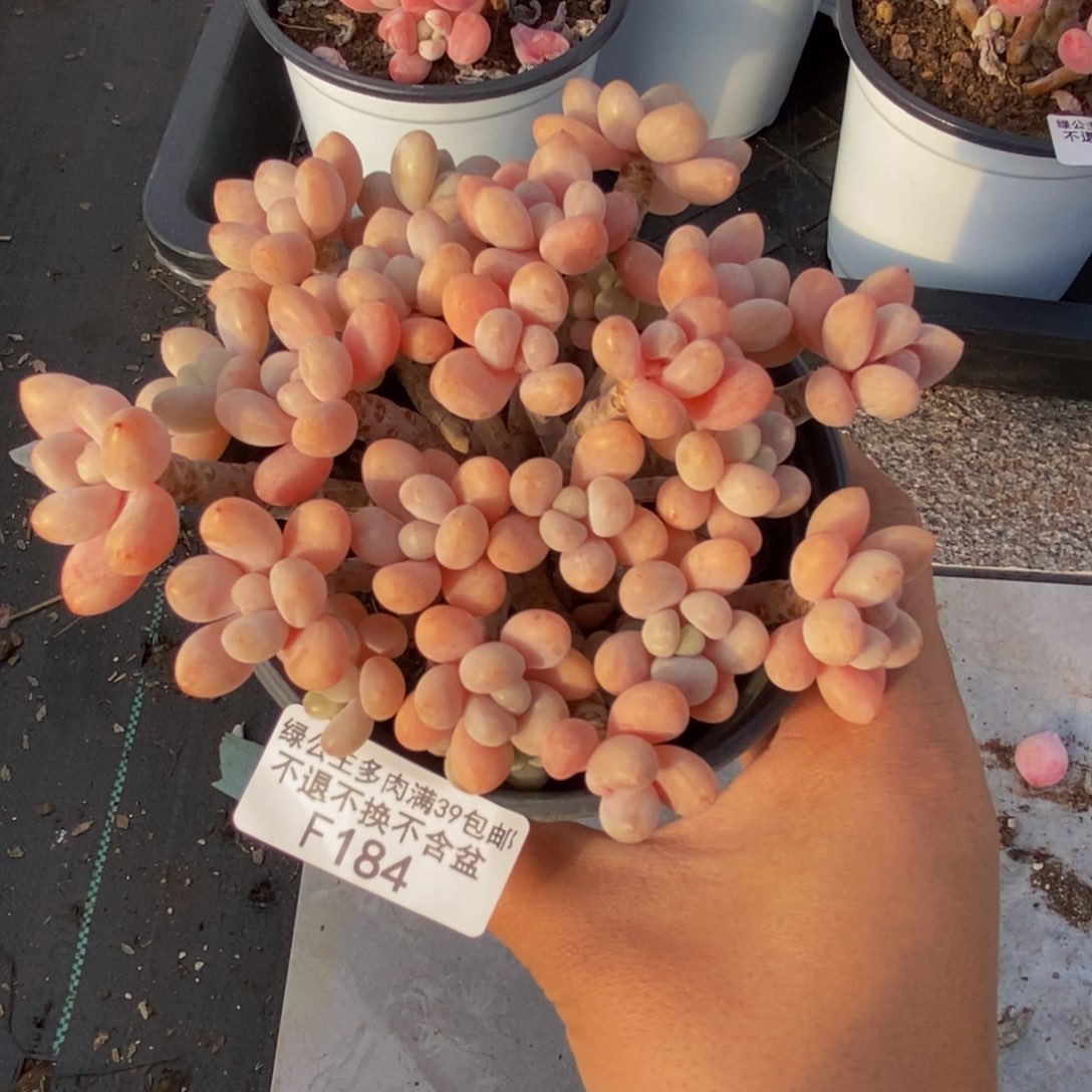 184鱼子酱多肉9cm