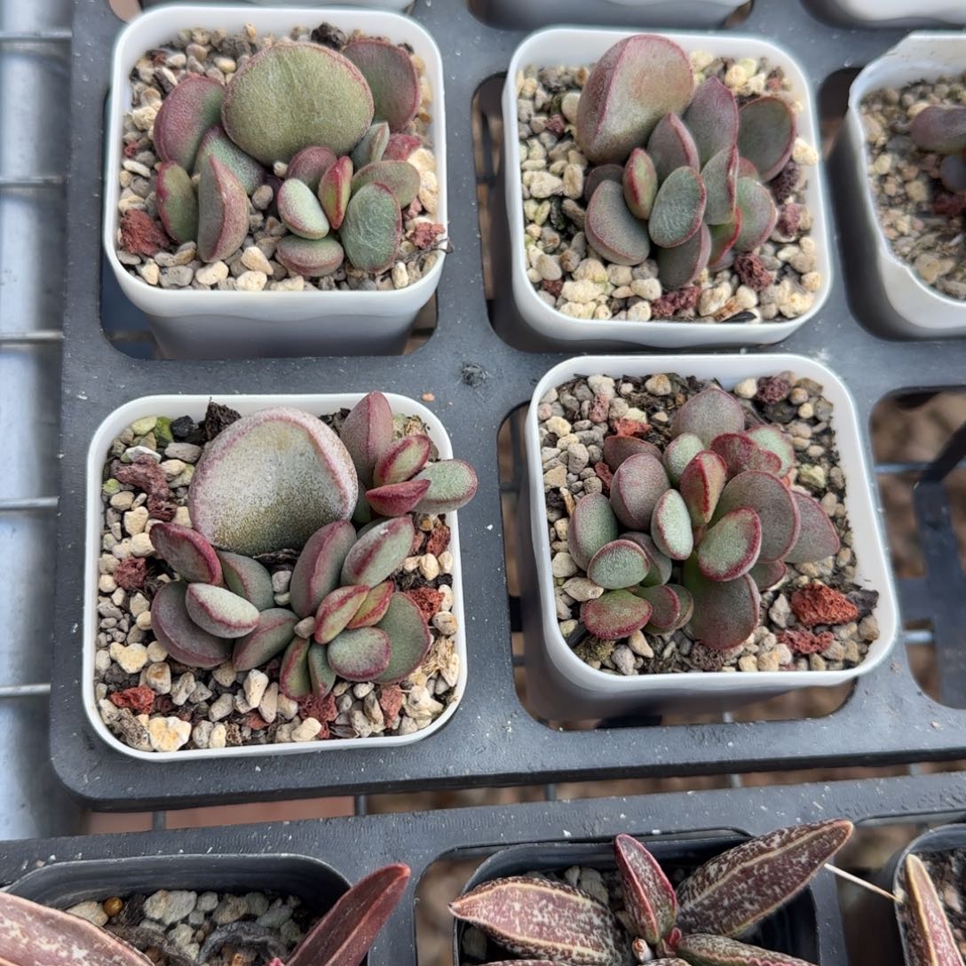 单颗春彩量拍链接