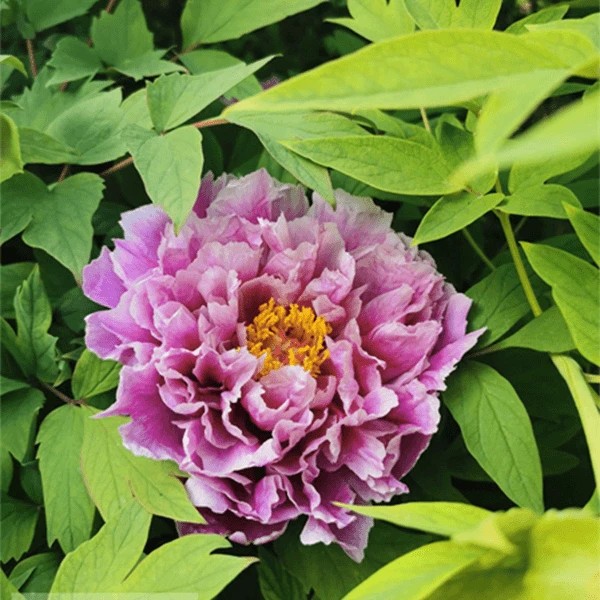 镰田锦】正宗洛阳重瓣牡丹花苗北方耐寒盆栽地栽室内庭院花卉牡丹