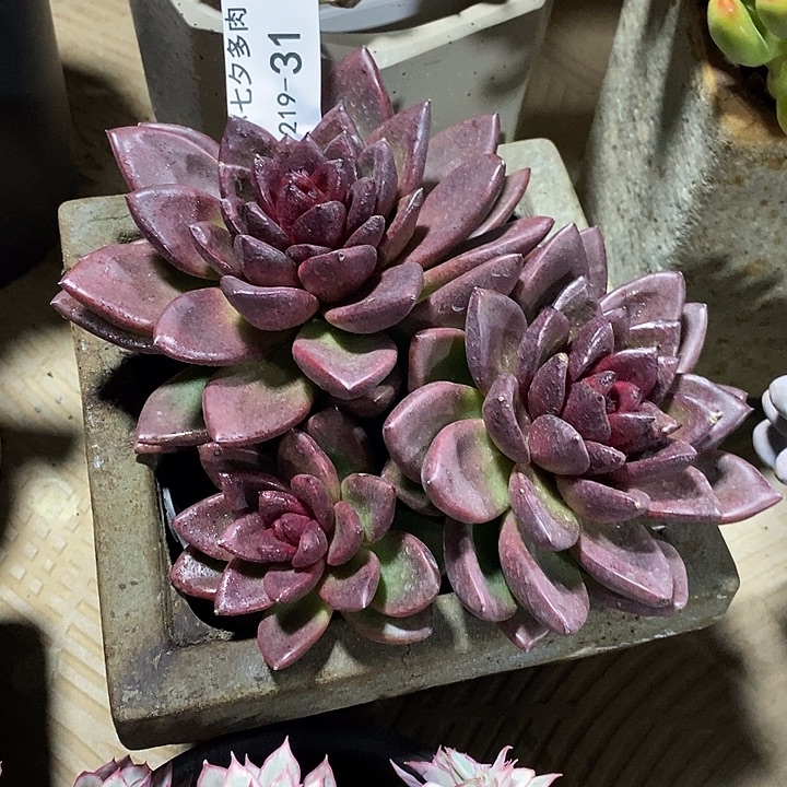 小七夕多肉丰沛玫瑰31