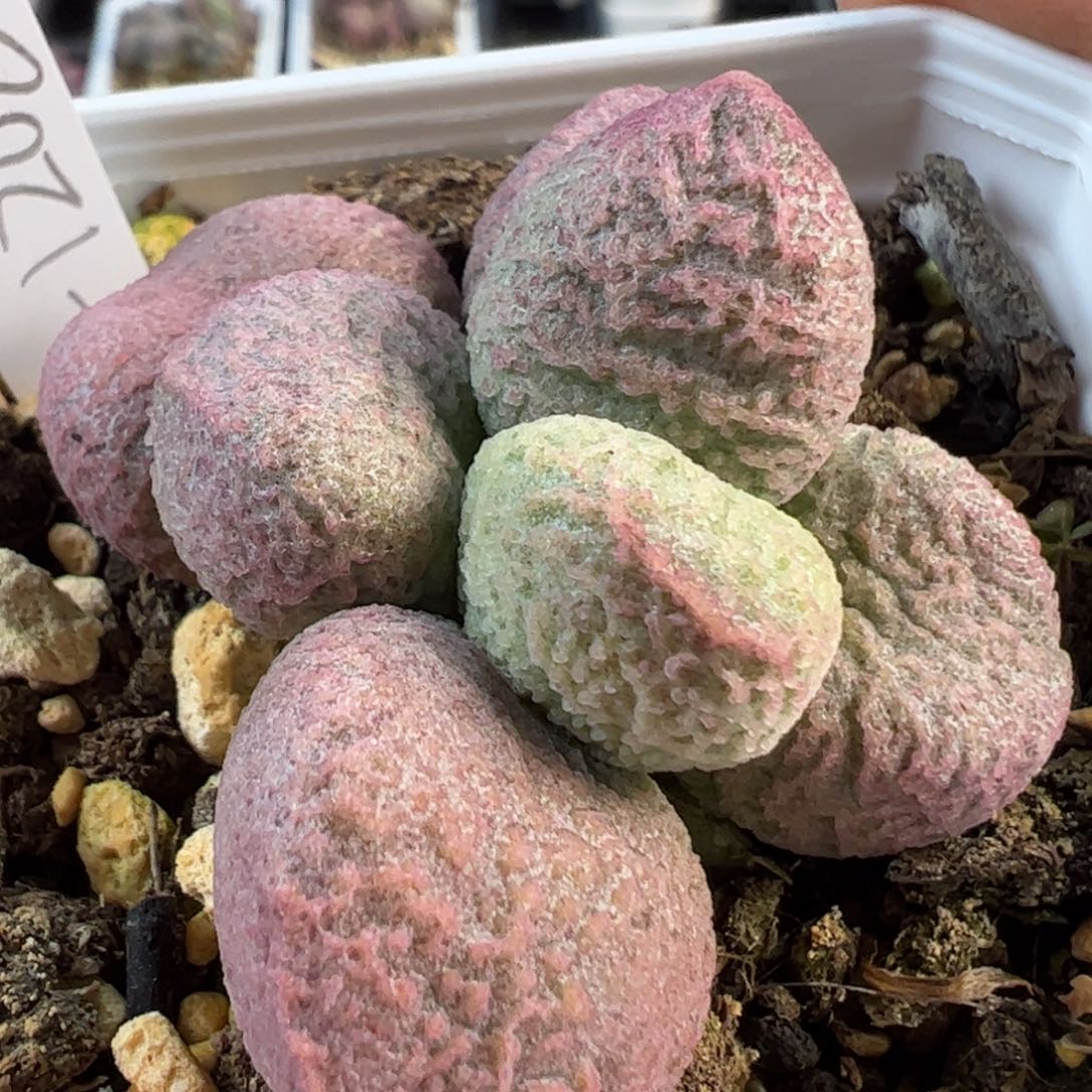 实生新品多肉植物水泡415号