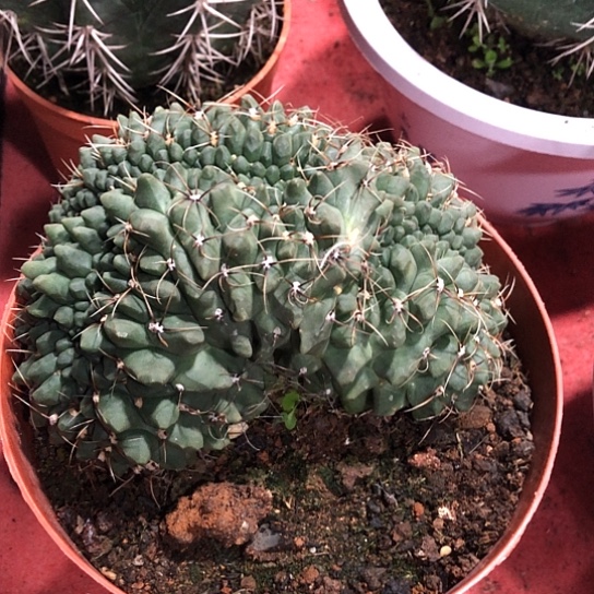 绯花玉仙人球开花球