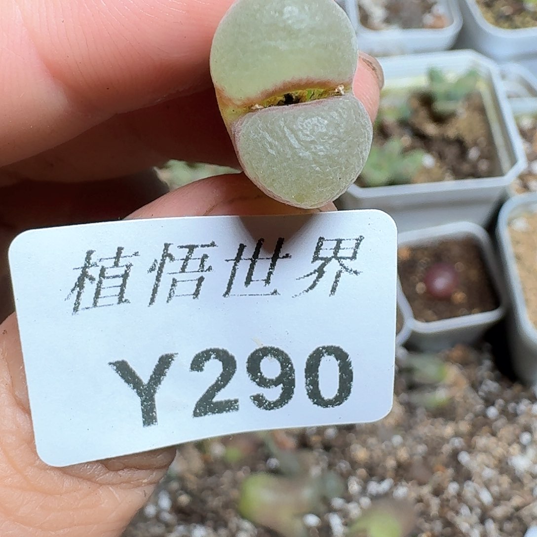 290号多肉植物哇c