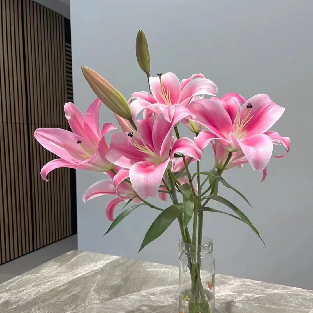 普拉芬多(浓香型)香水百合东北基地直发水养鲜花家用插花大花苞