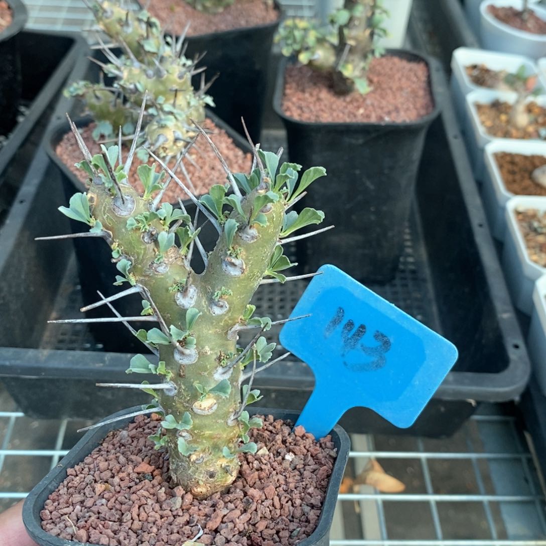 格思龙骨葵多肉植物