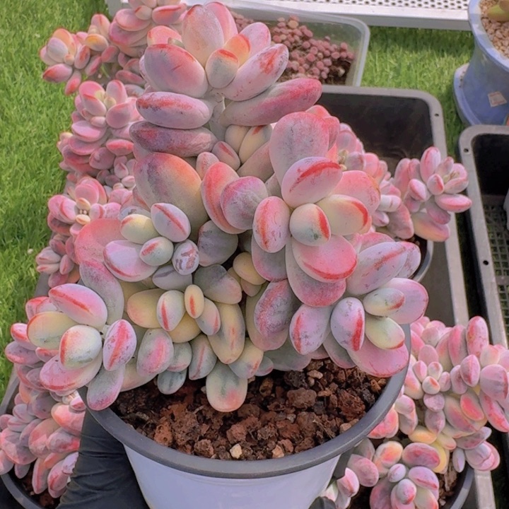 用****6福娘锦一物一拍的