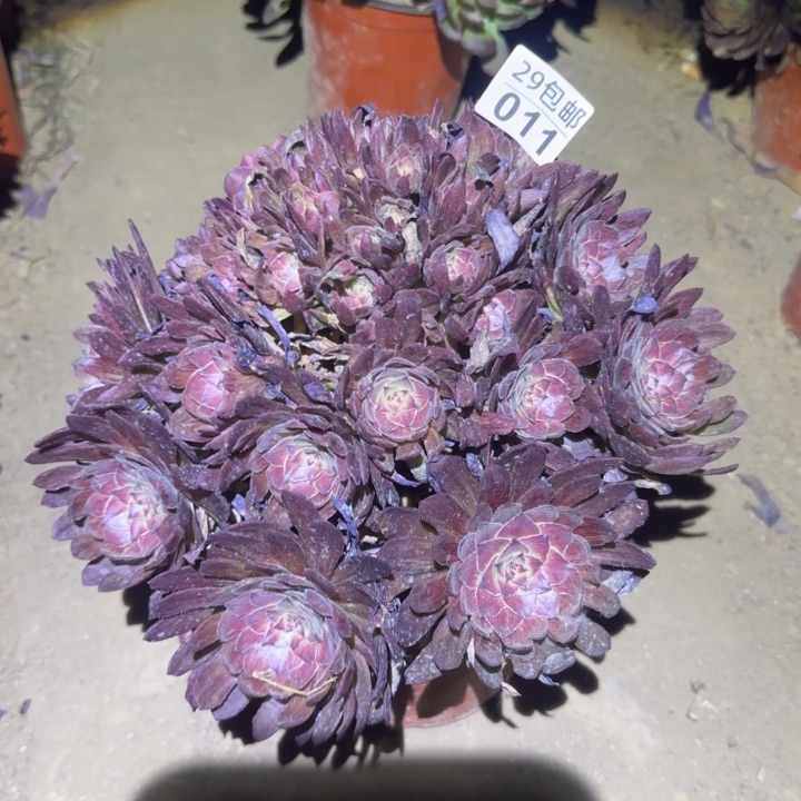 红丝绒……多肉植物的