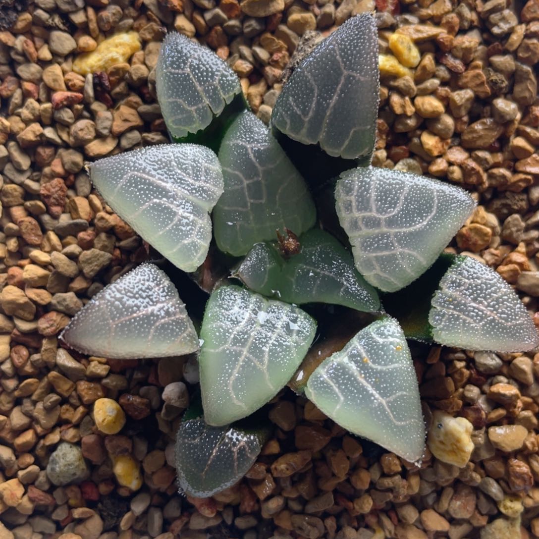 58.十二卷多肉jp实生克。  