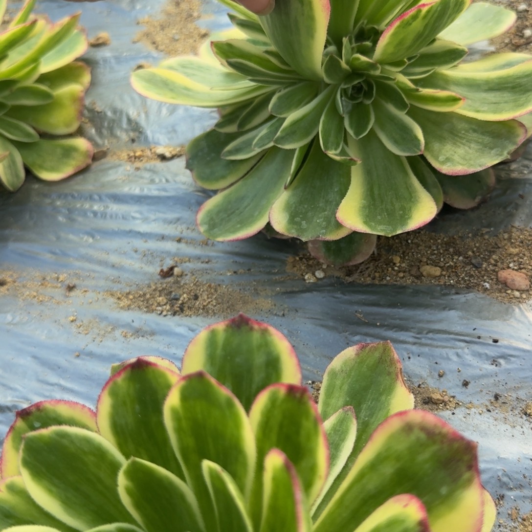 L***p034伯爵反祖。多肉植物