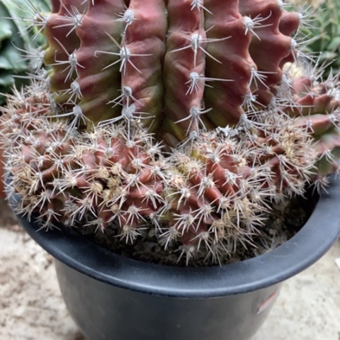 催皇冠牡丹锦仙人球