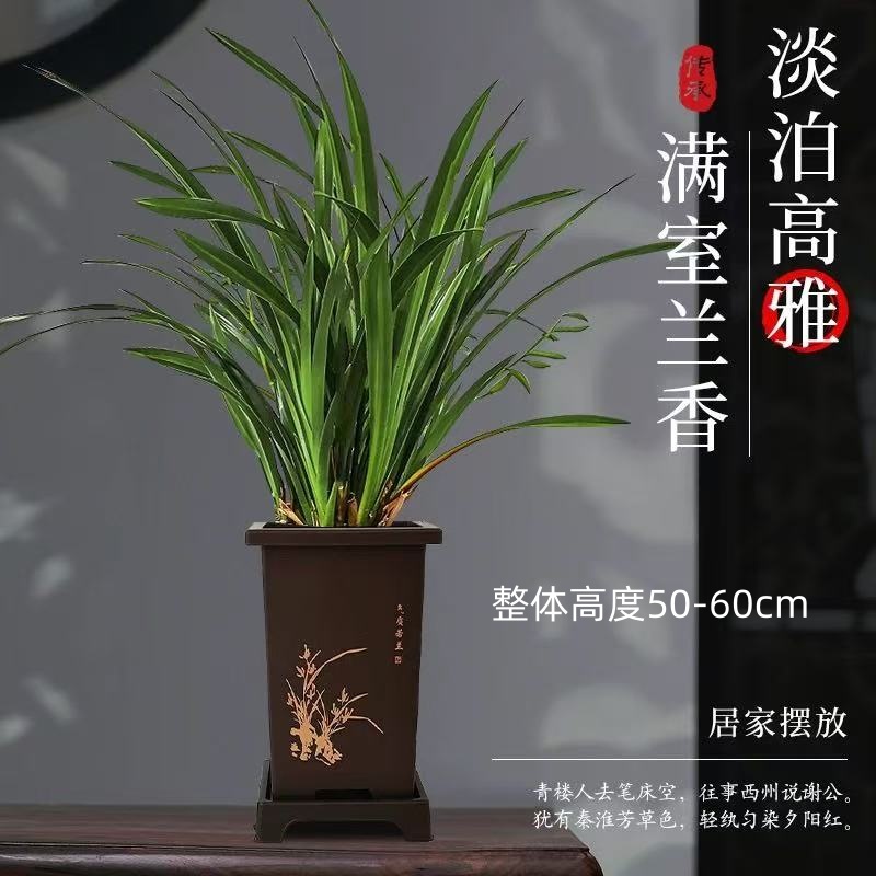 兰花苗墨兰企黑浓香型报岁兰耐寒耐旱花卉室内办公室好养绿植盆栽