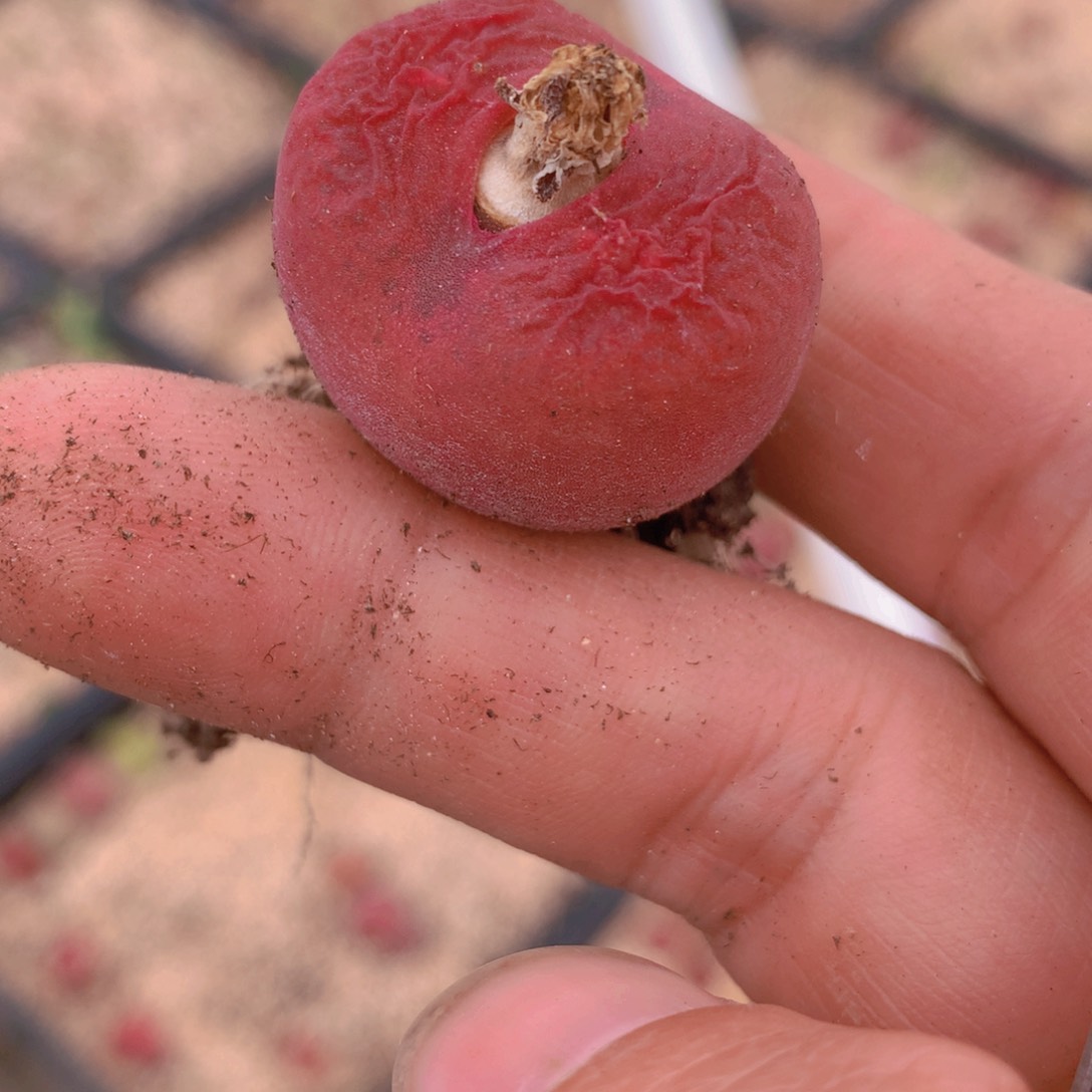 485585568558855555686556