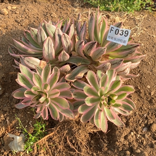 039青莲多肉植物