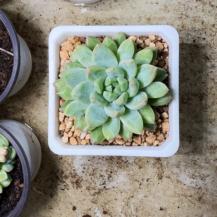 水晶萝莉 单头 一物一拍