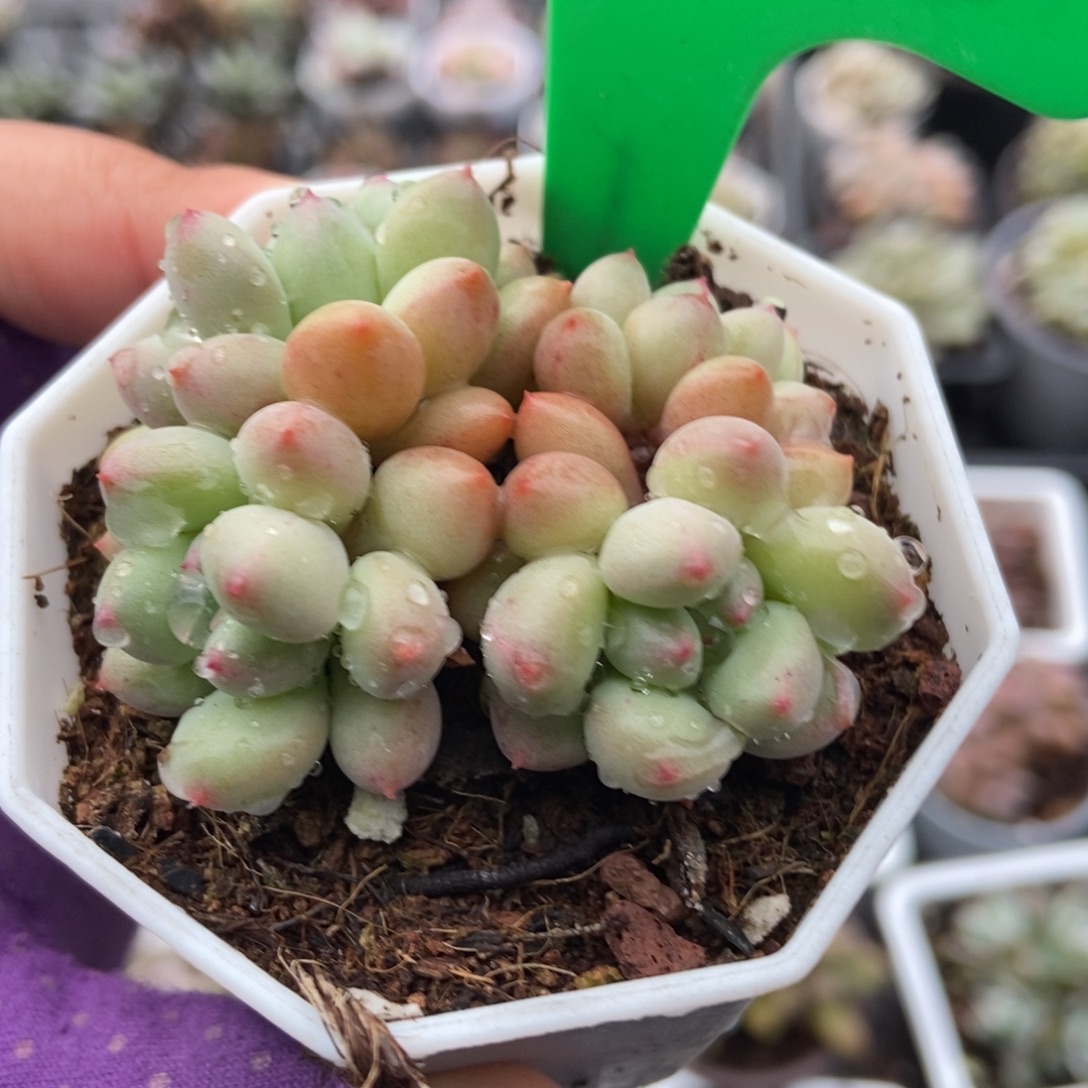 822萤火虫多肉植物多肉