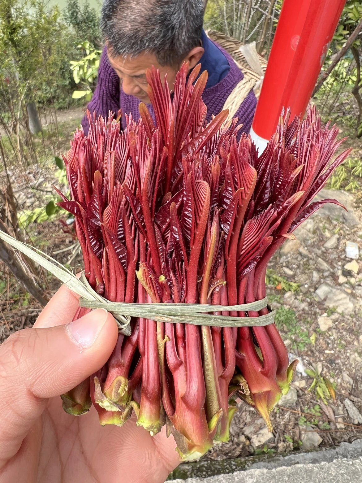 云阳新选鲜春芽（头茬）顺丰快递 泡沫箱发货（实物实拍 新鲜发货）