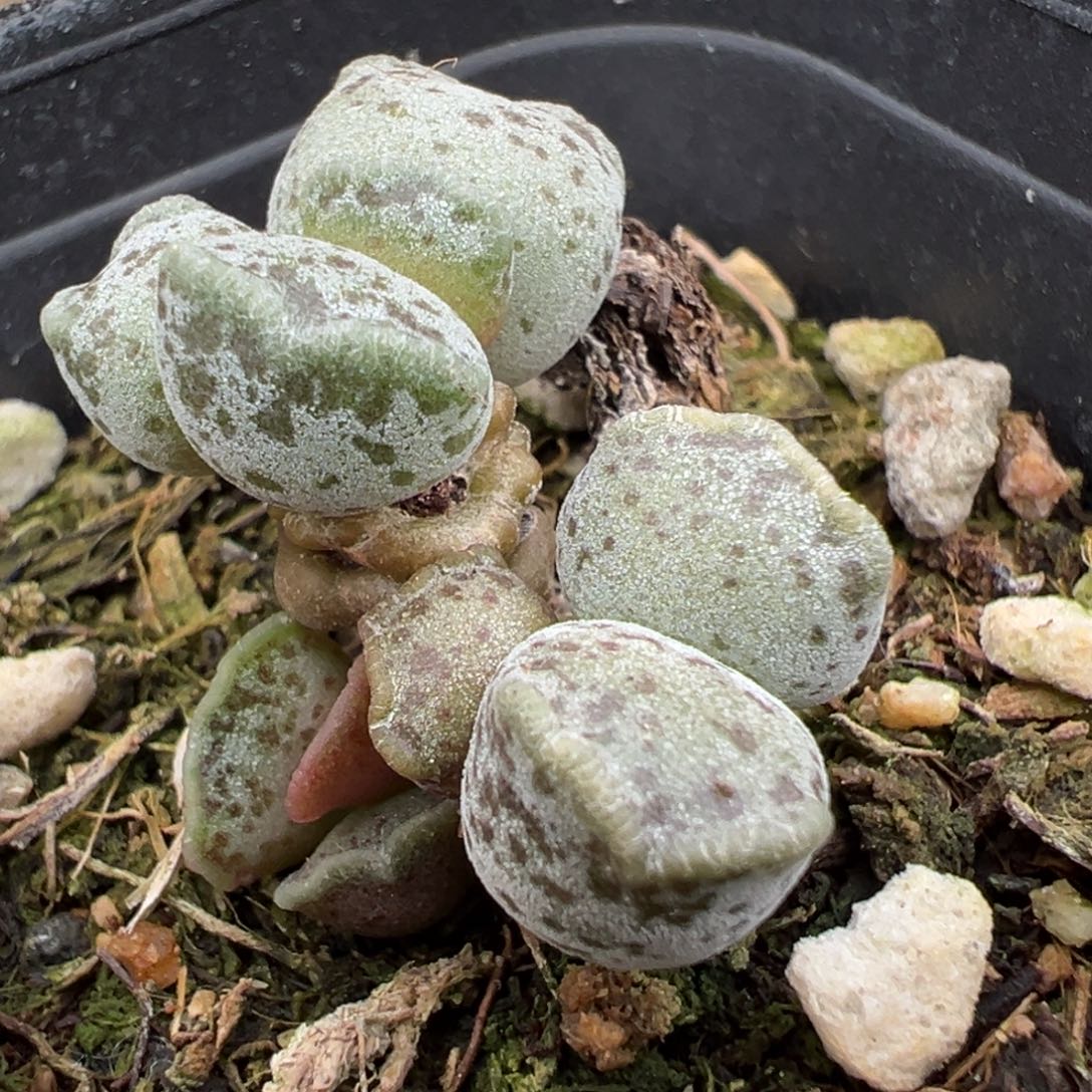 ᰔ***人猫儿头达摩海豹多头纯木质桩