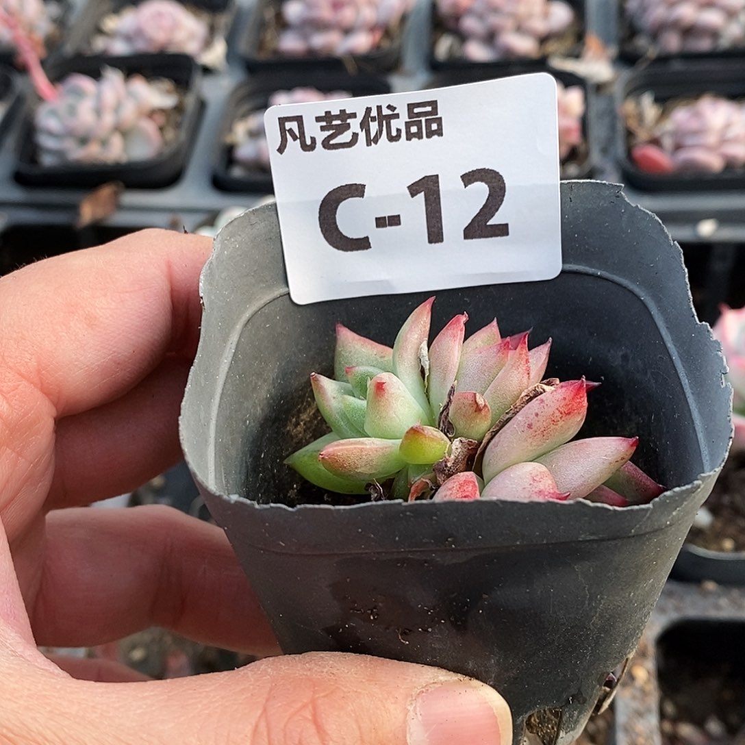 C12一物一拍满9.9包邮