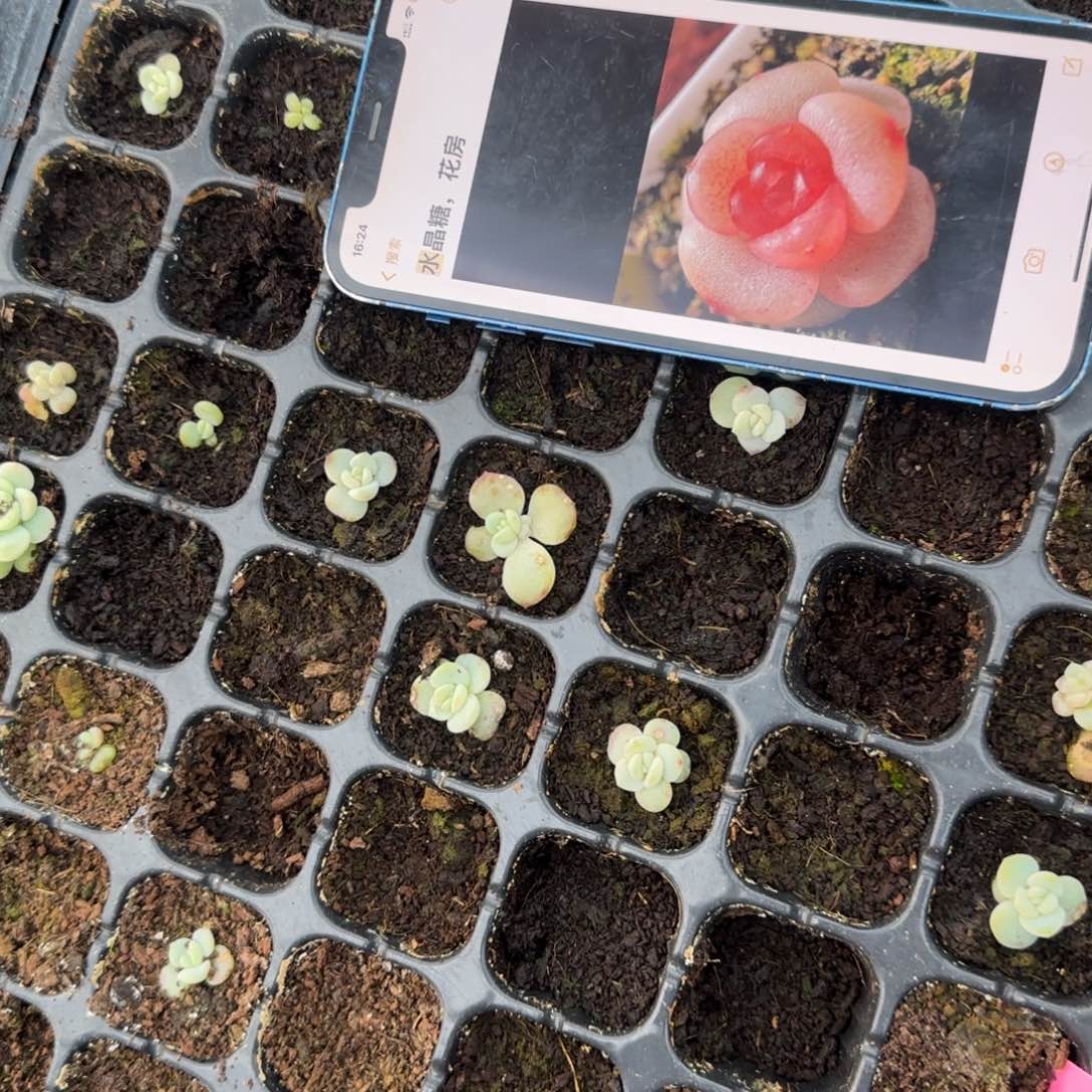 水晶糖穴1个满25包邮