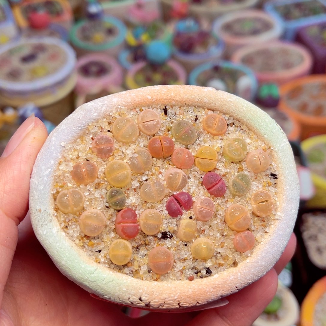 855. 5686587568687655677