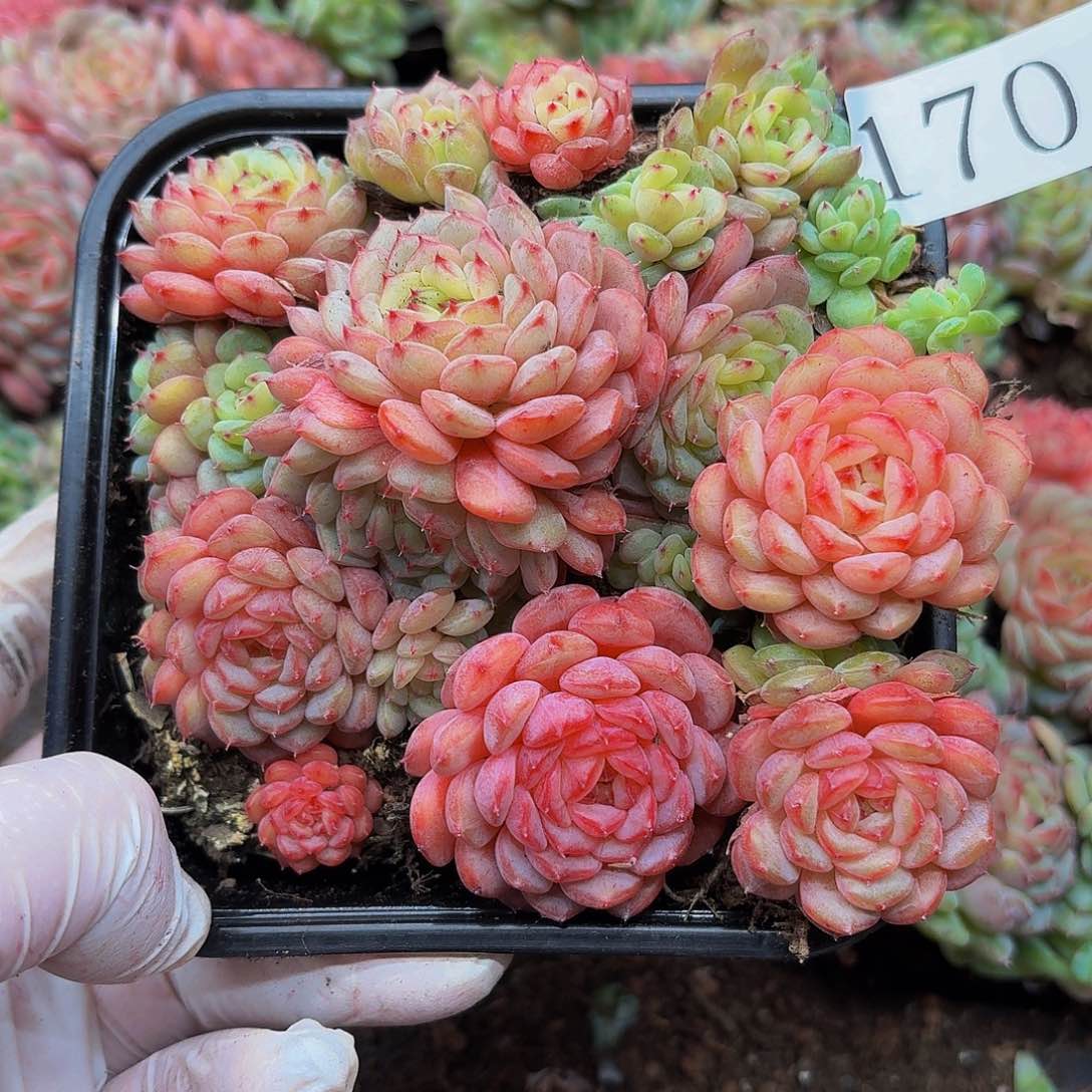 多肉植物多肉植物170