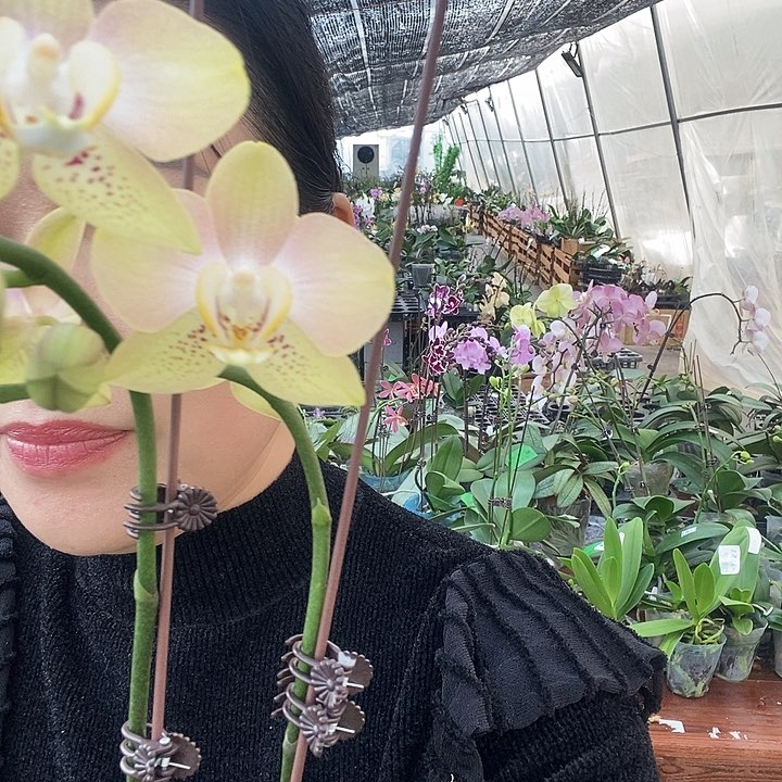 无花朵哈密瓜蝴蝶兰