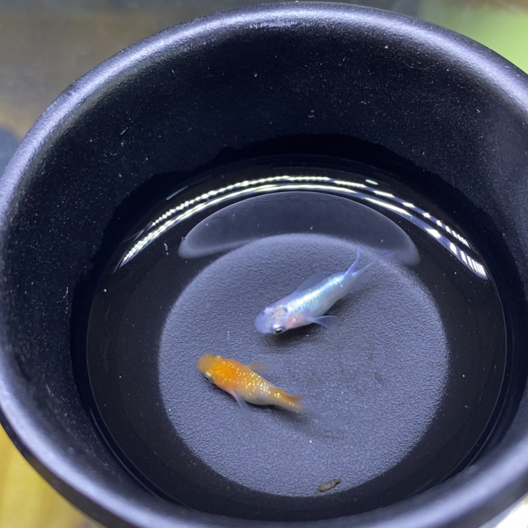 红海倒吊鱼球体表面42号