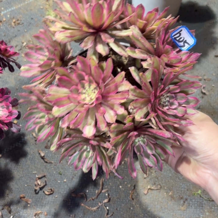 粉初恋丛林朵1205