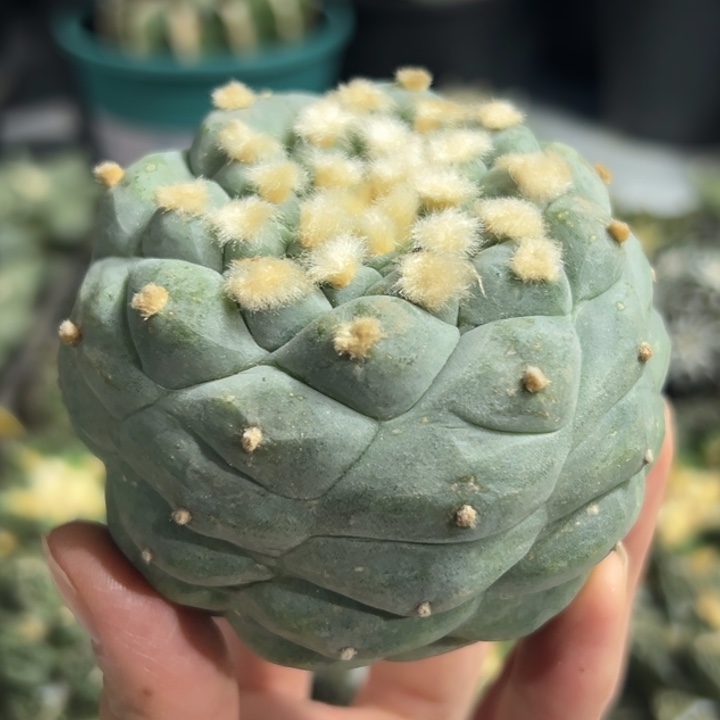 660可发货 可帮发根