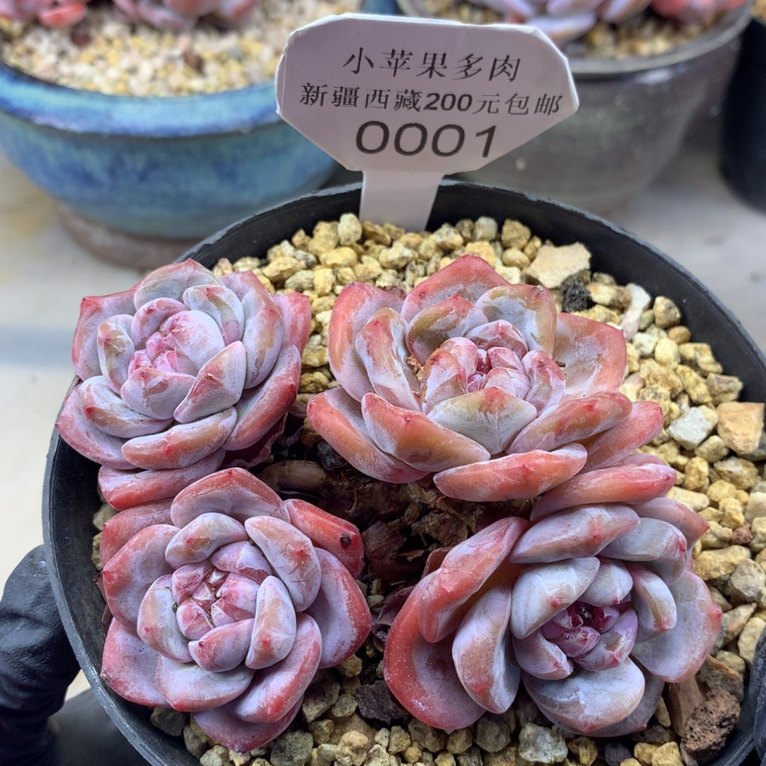 粉底紫心001/10cm4头