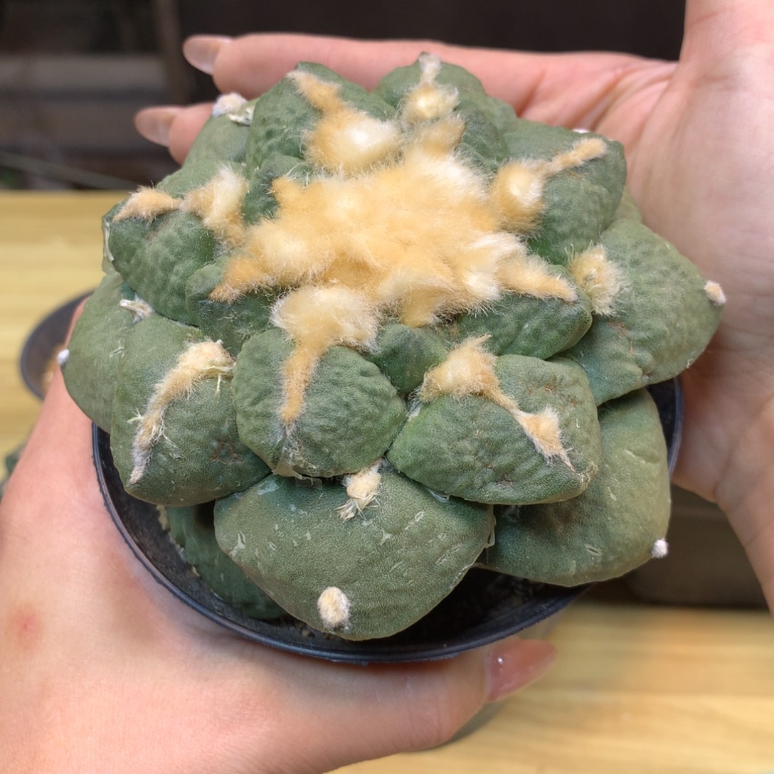        25号 自根 大尤龟甲连山11公分带盆土