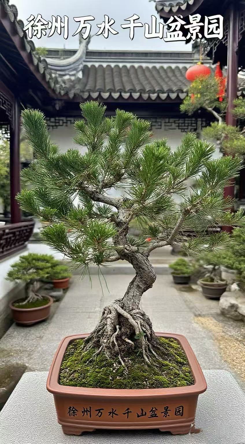 优选松类小微盆景