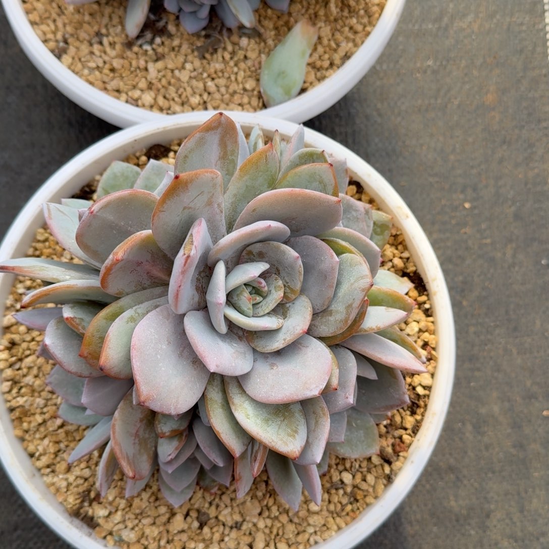 空***。无花朵肉肉肉肉肉肉肉肉肉