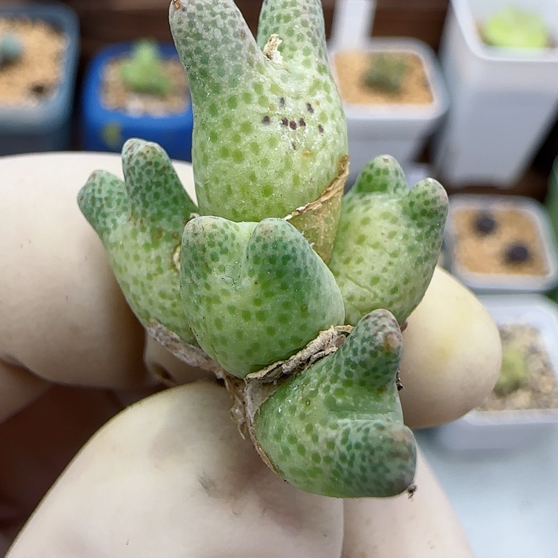 850鹿角斑马711-59